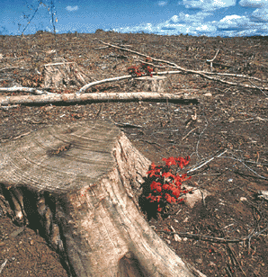 Tens of thousands of acres of the Maine Woods are clearcut each year. Wilderness Society photo.